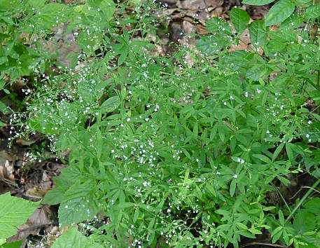 Dateiname: waldkraut.jpg
Größe: 47,55 KB
03.02.12014, 17:46