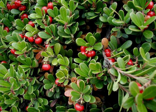 Dateiname: Arctostaphylos-uva-ursi.JPG
Größe: 315,28 KB
14.06.12016, 19:59