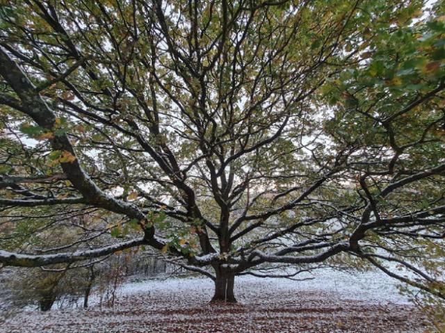 Dateiname: ______mein Freund der Baum.jpg
Größe: 424,06 KB
11.11.12024, 11:22