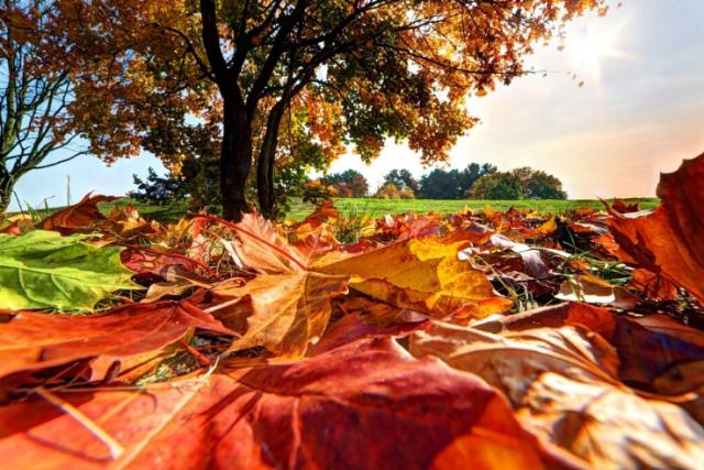 Dateiname: Herbstphoto.jpg
Größe: 220,22 KB
01.10.12025, 14:16