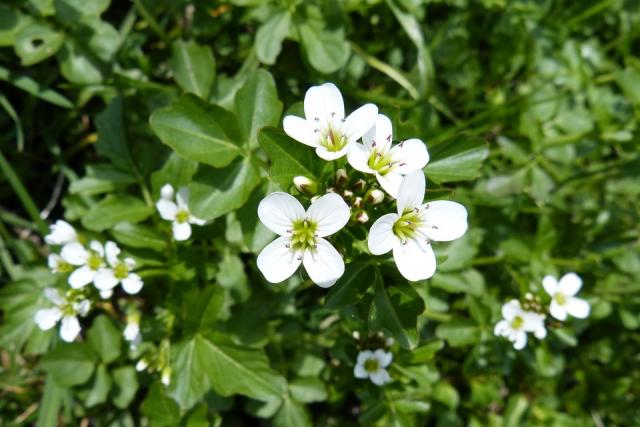 Dateiname: watercress-333746_960_720.jpg
Größe: 142,13 KB
21.08.12019, 06:31