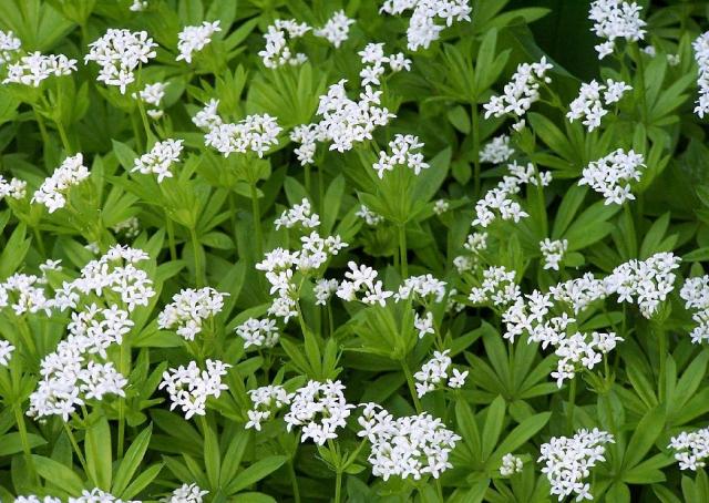 Dateiname: waldmeister.jpg
Größe: 159,42 KB
03.02.12014, 17:47