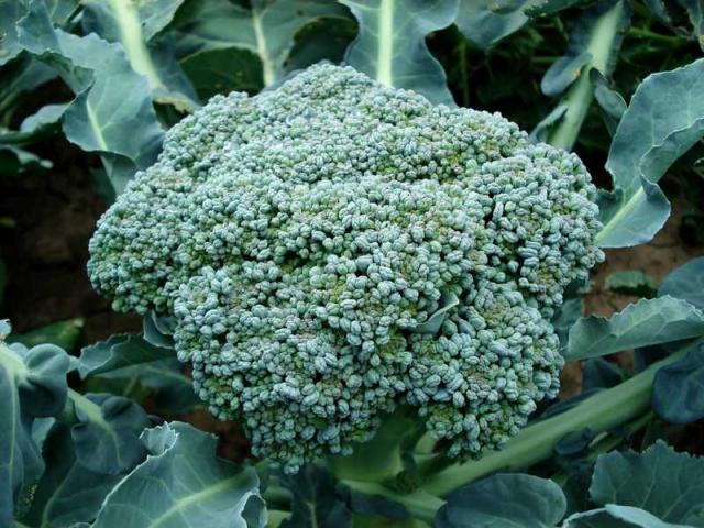 Dateiname: broccoli-494754_1920.JPG
Größe: 70,72 KB
15.04.12021, 14:16